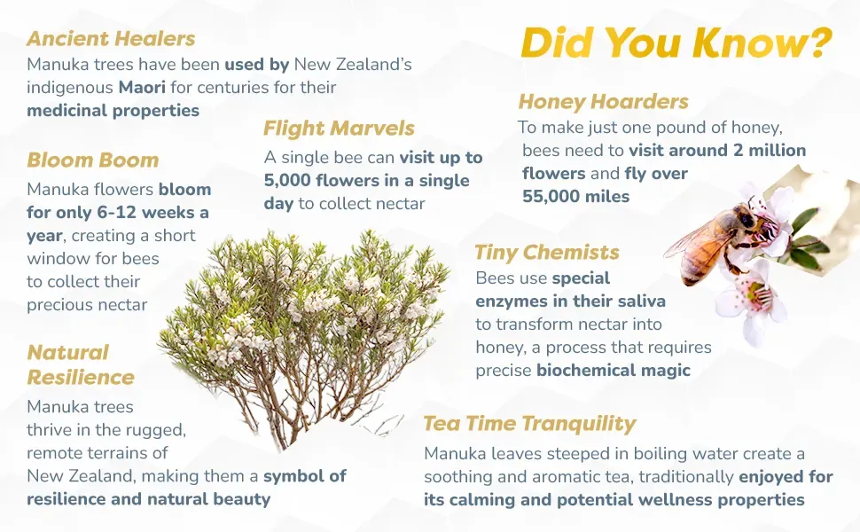 Educational infographic on Manuka honey history and production with botanical illustrations